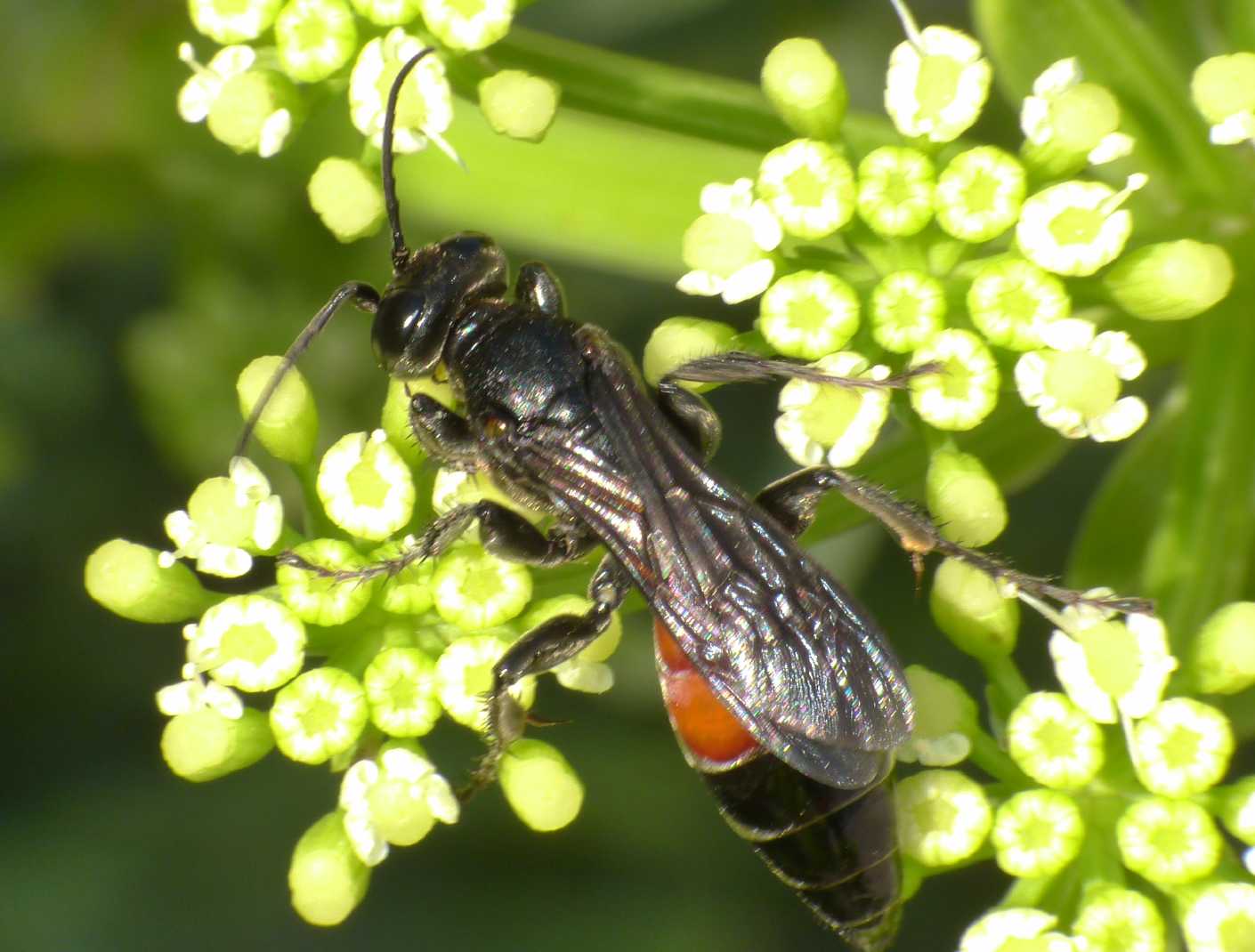 Pompilidae? No. Larra anathema (Crabronidae)